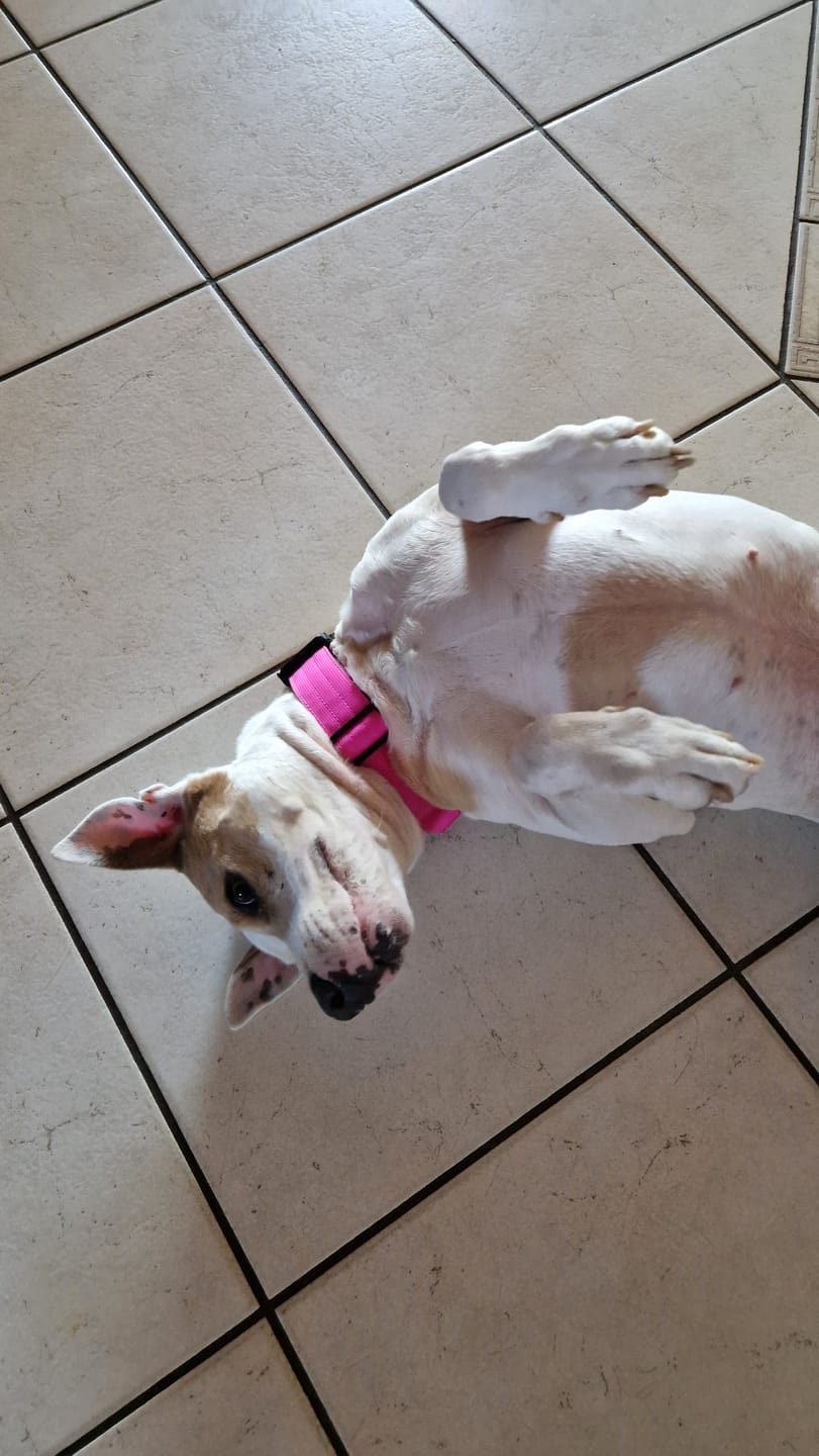 Customer photo review of 4cm Combat® Collar | With Handle & Rated Clip - Magenta