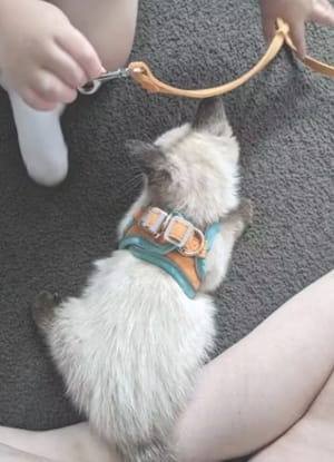 Customer photo review of Catventure -  Verstelbaar Veiligheidstuigje Kat