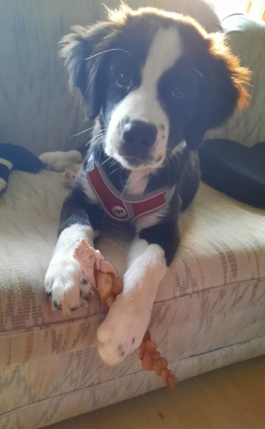 Customer photo review of 12 Inch Thick Braided Bully Stick