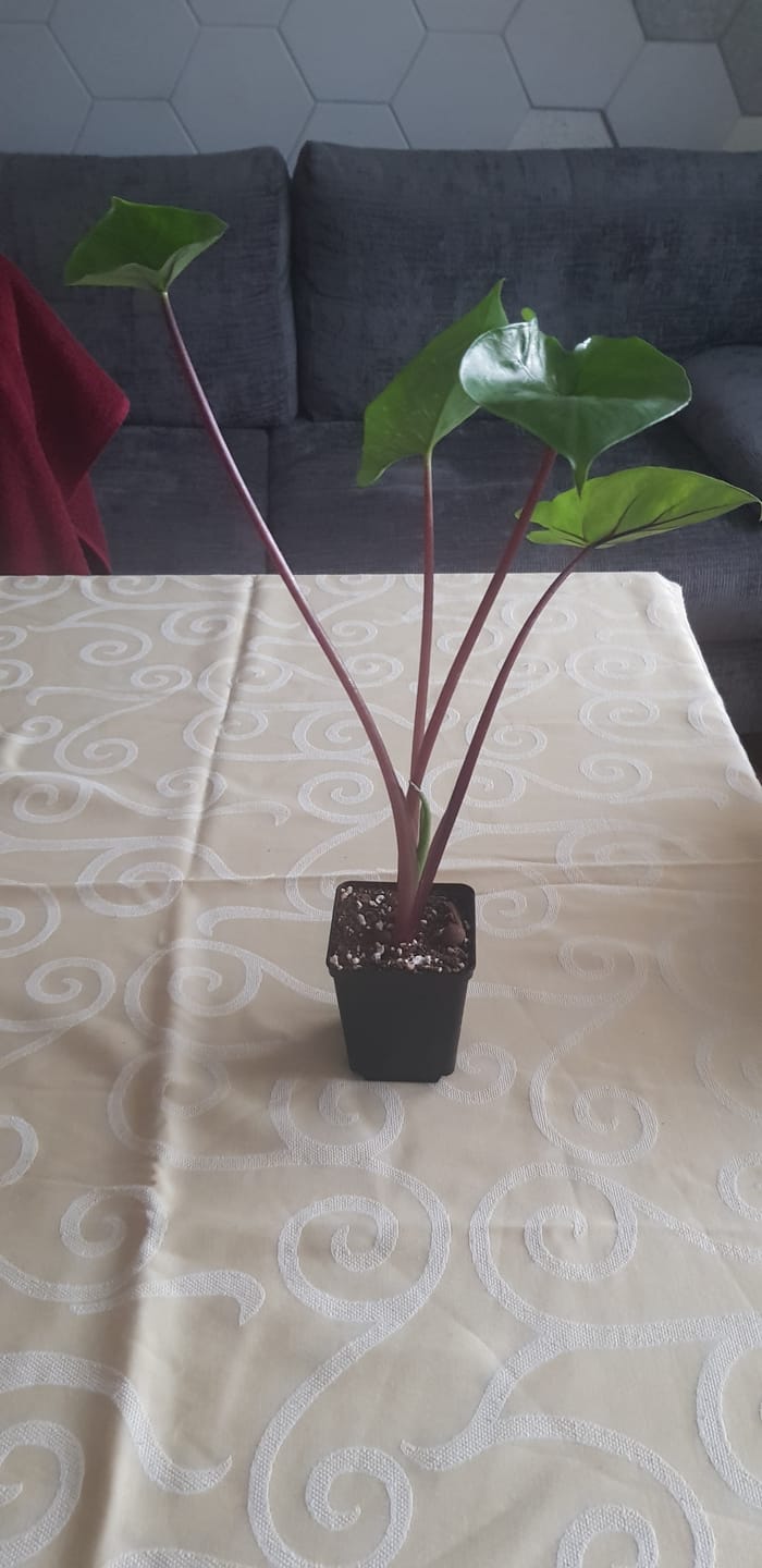Customer photo review of ALOCASIA DARK STAR