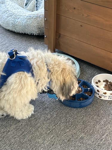 Customer photo review of Bone Refills Dog Meat 90 Grams (4 Pack)®