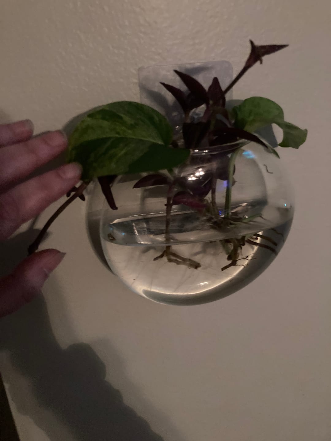 Customer photo review of RARE Marble Pothos Cuttings - Gorgeous Variegated Indoor easy care house plant, Marble Pothos, White and Green variegation propagation plant
