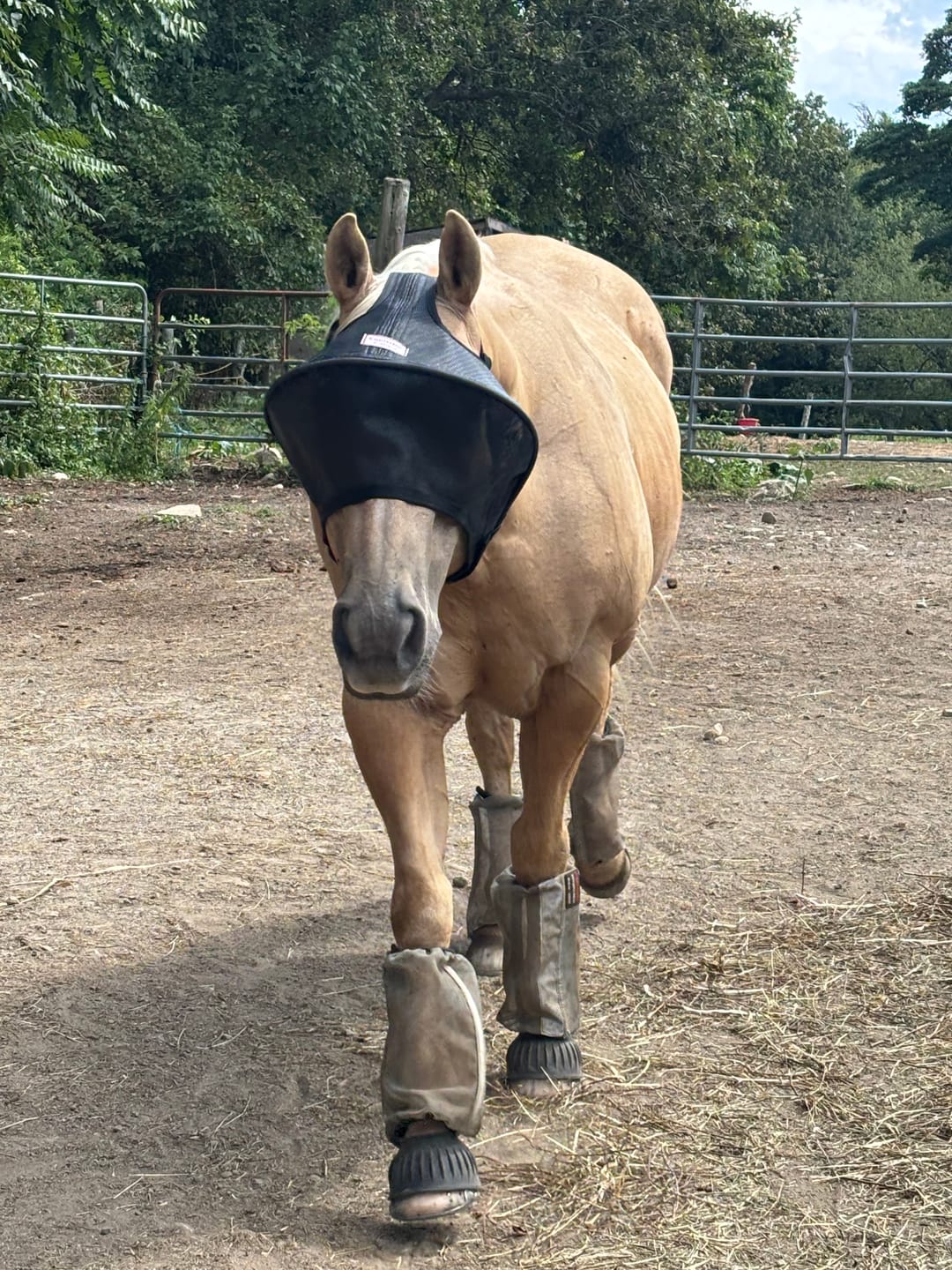 Customer photo review of Solar Vizor Fly Mask - Standard Style