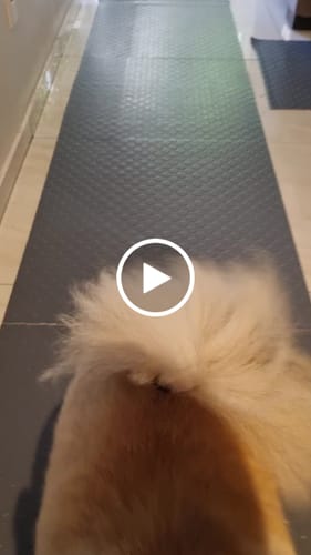 Customer video review of Tapete Moeda