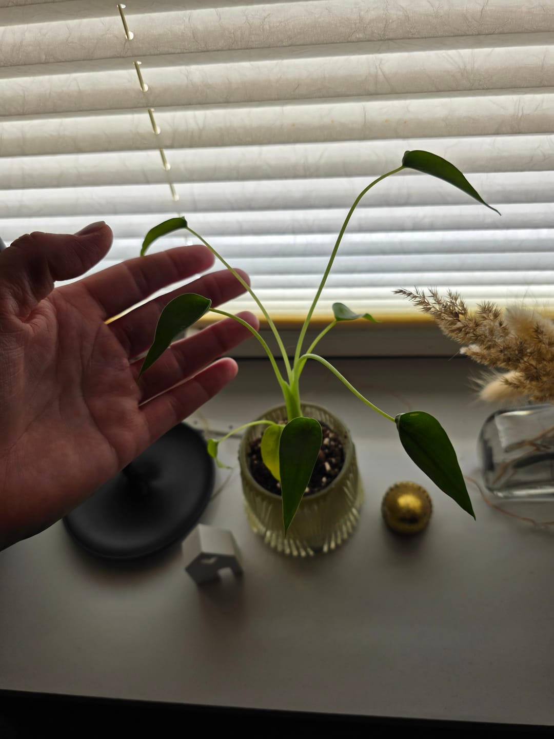 Customer photo review of ALOCASIA TINY DANCER