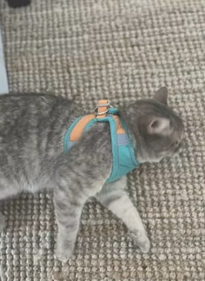 Customer photo review of Catventure -  Verstelbaar Veiligheidstuigje Kat