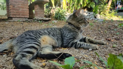 Customer photo review of Collar personalizado para Mascota: Tribal