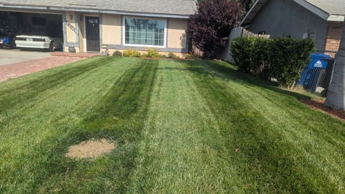 Customer photo review of GCI Turf Type Tall fescue Grass Seed