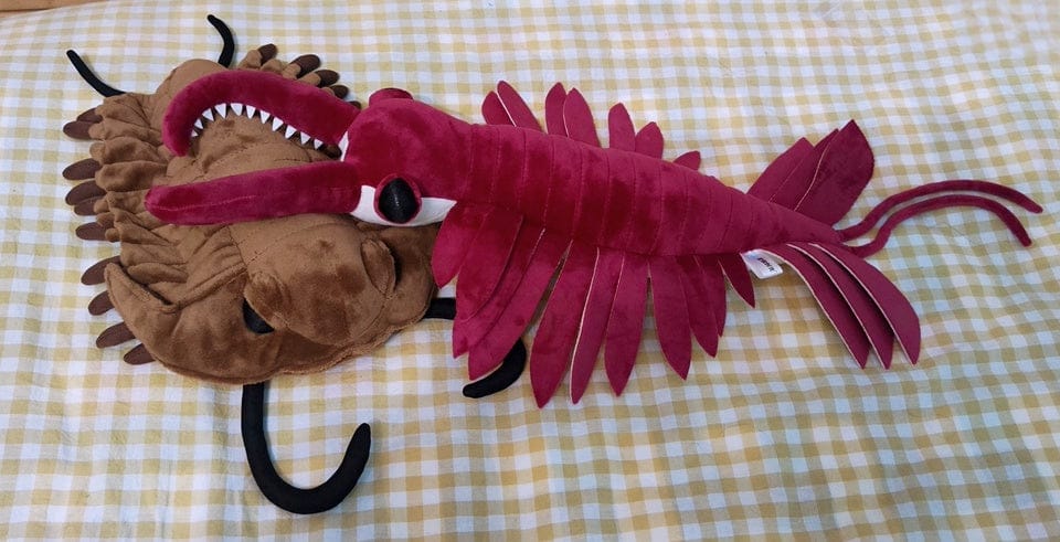 Customer photo review of Realistic Redlichiida Trilobite Plush – Soft, Educational, and Perfect for Prehistoric Enthusiasts