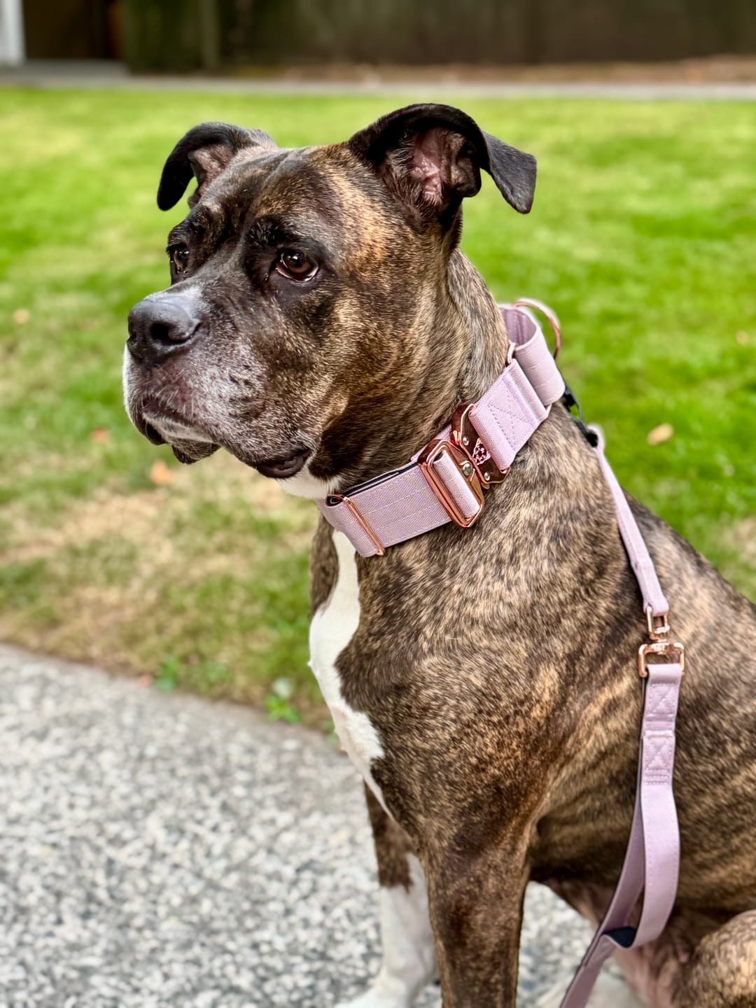 Customer photo review of 2" Luxe Martingale Dog Collar - Sofia