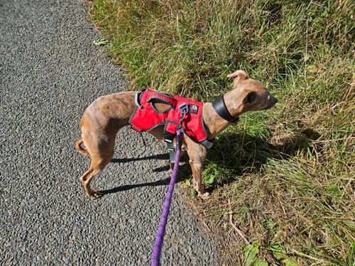 Customer photo review of Sighthound Escape Proof Harness