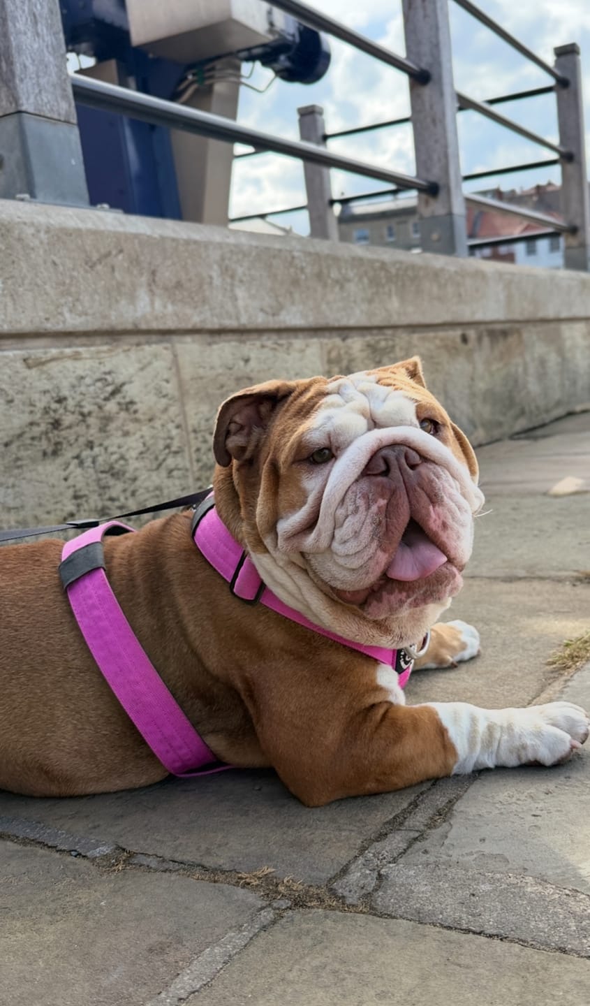 Customer photo review of Training Anti Pull TRI-Harness® | M-XL Breeds - Magenta