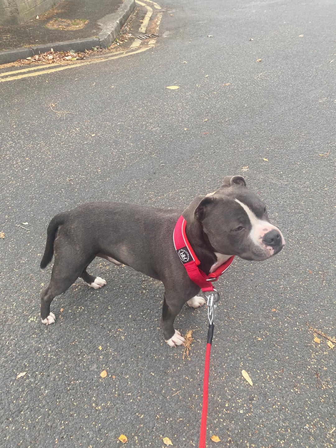 Customer photo review of 5cm Slip on Collar | Foam Padded - Red