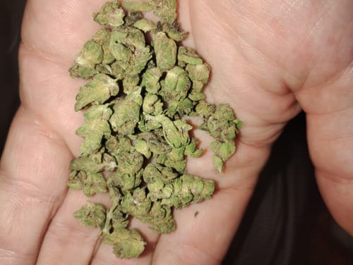 Customer photo review of Gumbo THCA Flower Smalls