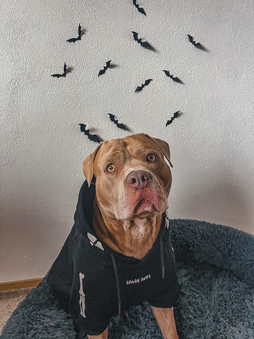 Customer photo review of Halloween Dog Hoodie - Skeleton