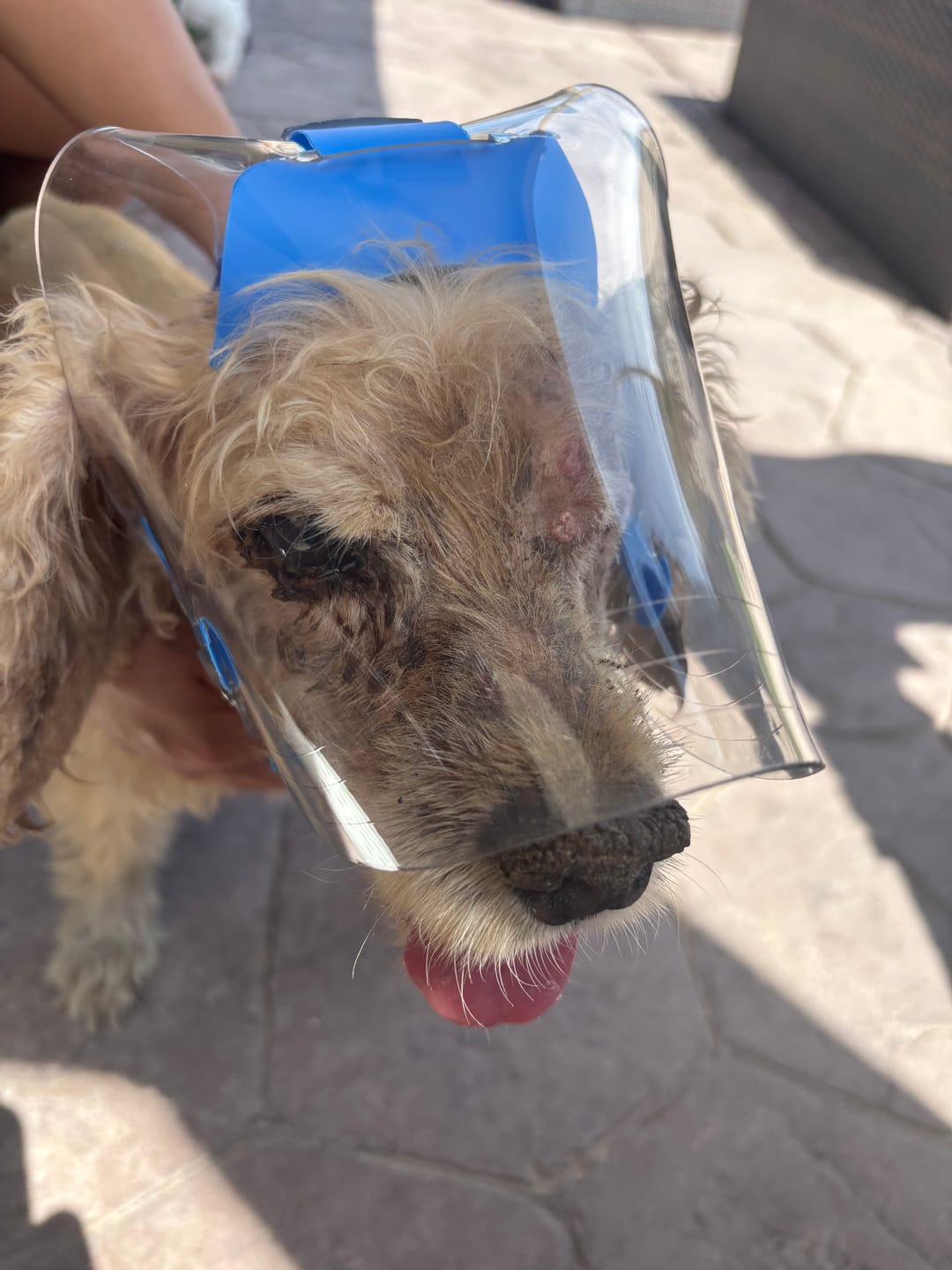 Customer photo review of OptiVizor - Regular Snout - Clear UV Tint