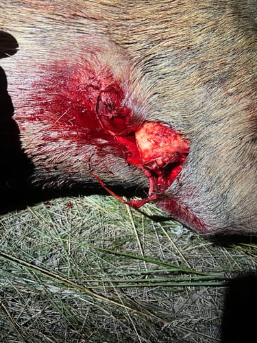 Customer photo review of Titanium Broadheads