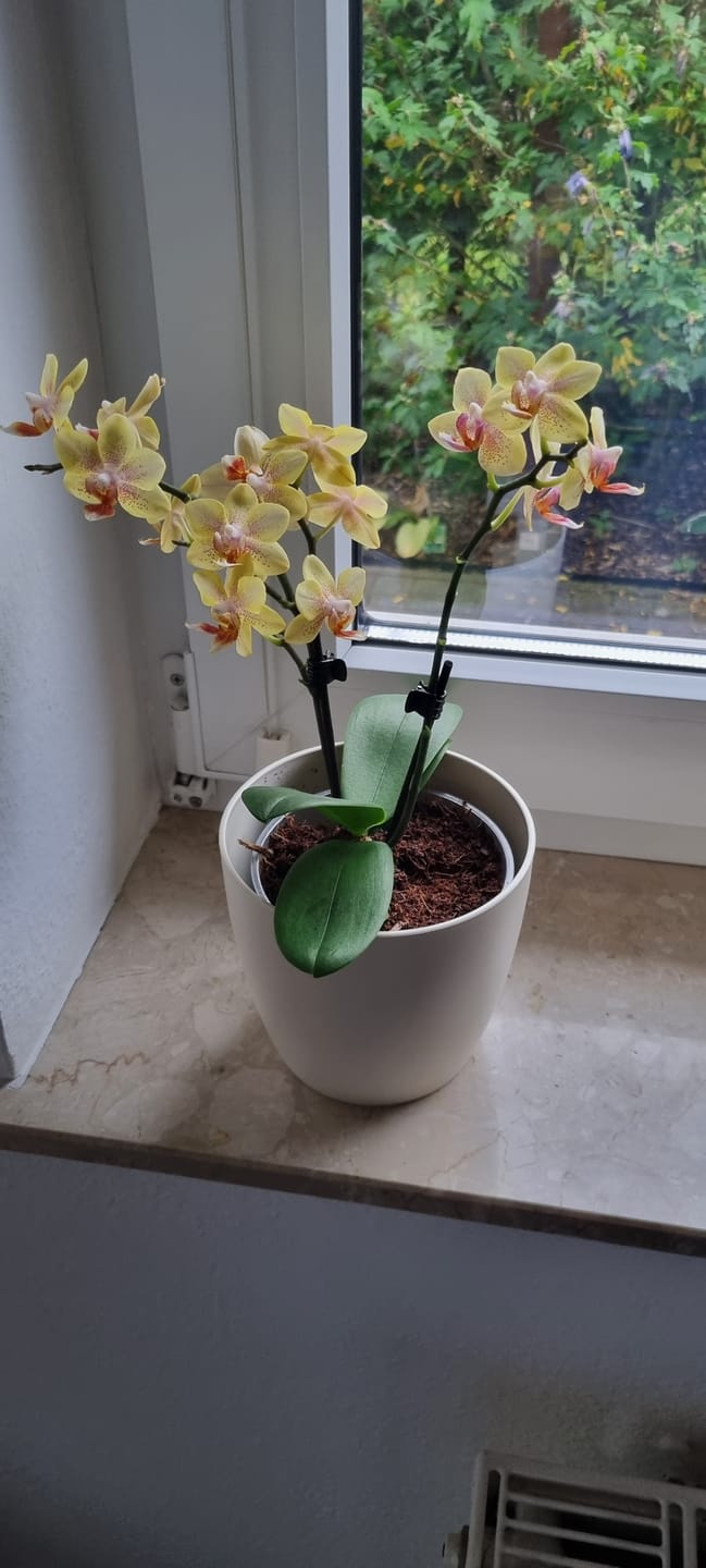 Customer photo review of Table Dance Pereira mit gelb-gepunkteten Blüten und 2+ Rispen