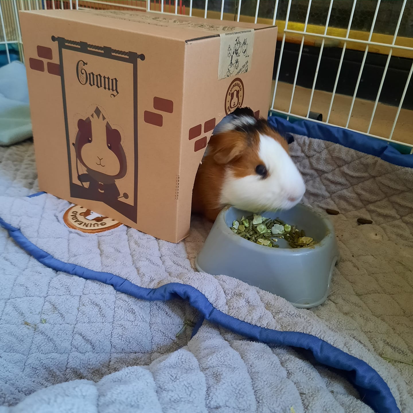 Customer photo review of GuineaDad Pea Flakes Treat Cups (100% All Natural)