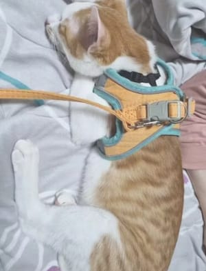 Customer photo review of Catventure -  Verstelbaar Veiligheidstuigje Kat