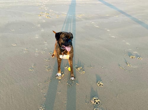 Customer photo review of Wurmtest Hund