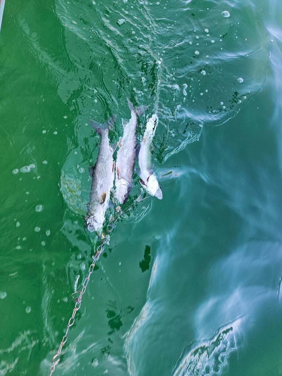 Customer photo review of Trigger Spoon