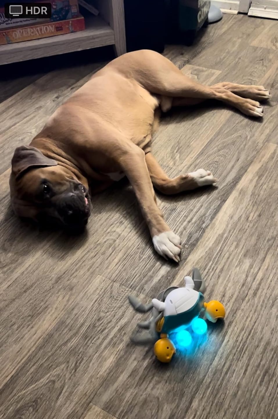 Customer photo review of Crabby - De ultieme uitdaging voor elke hond!