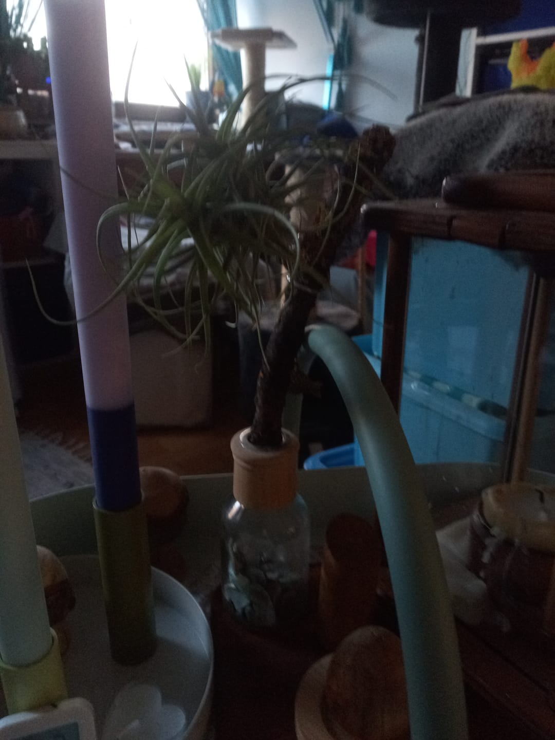 Customer photo review of Tillandsia aeranthos