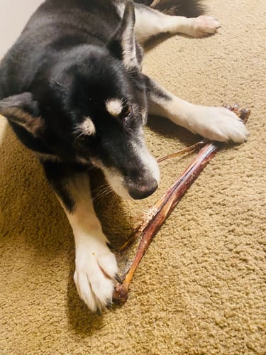Customer photo review of Ostrich Long Bone (19" x 3.5"): The Ultimate Challenge for Medium, Large & Extra-Large Dogs