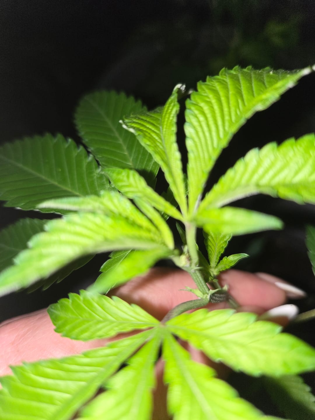 Customer photo review of Hanfstecklinge | Blackberry Moonrock