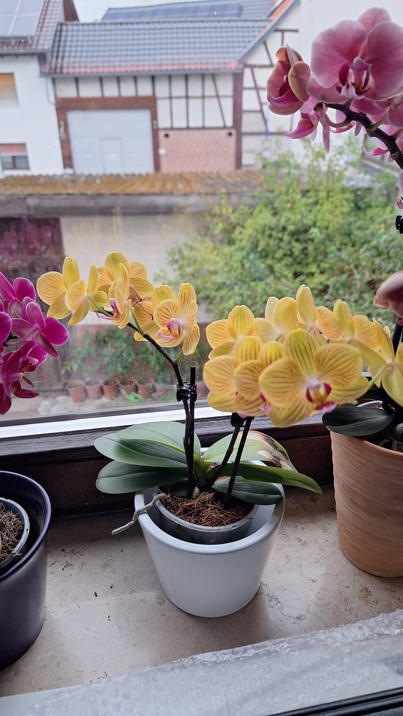 Customer photo review of Table Dance Lima mit gelb-gestreiften Blüten und 2 Rispen