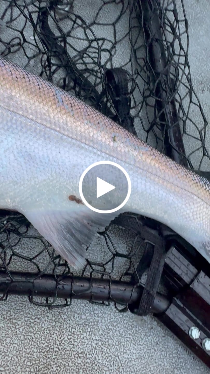 Customer video review of G Force Shimmer Series