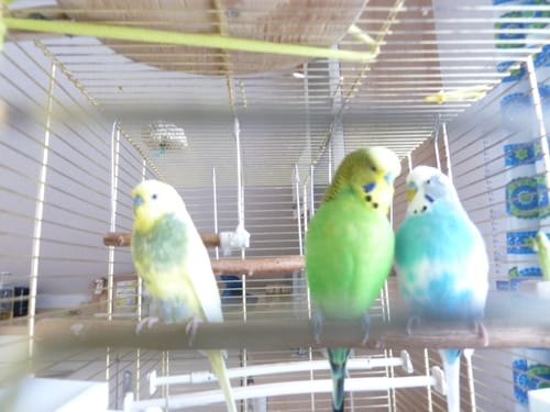 Customer photo review of Welli Mix 1