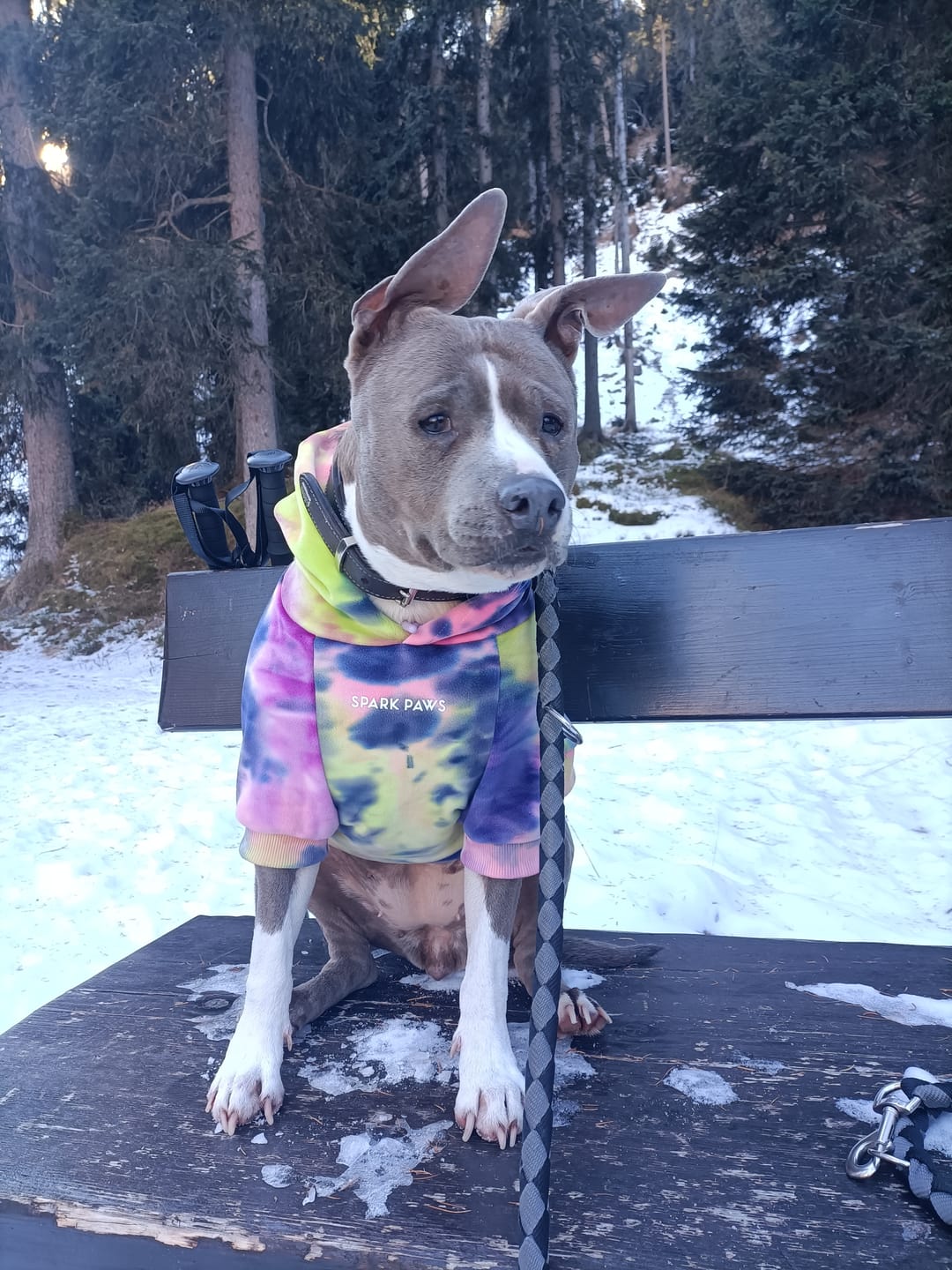 Customer photo review of Velvet Dog Hoodie - Berry Lemonade