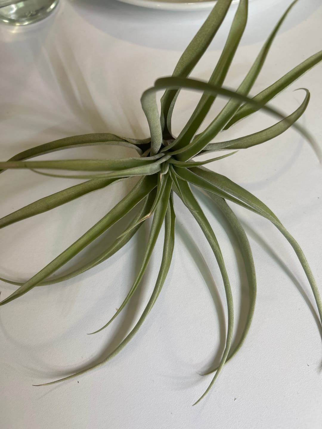 Customer photo review of Capitata  Peach  (Easy Care)
