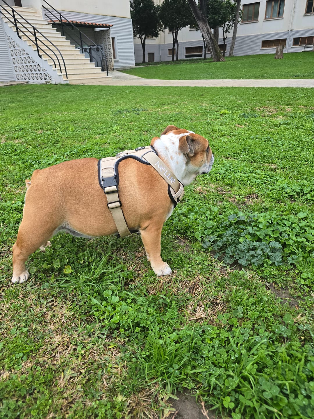 Customer photo review of Comfort Premium Harness | Non Restrictive - Tan