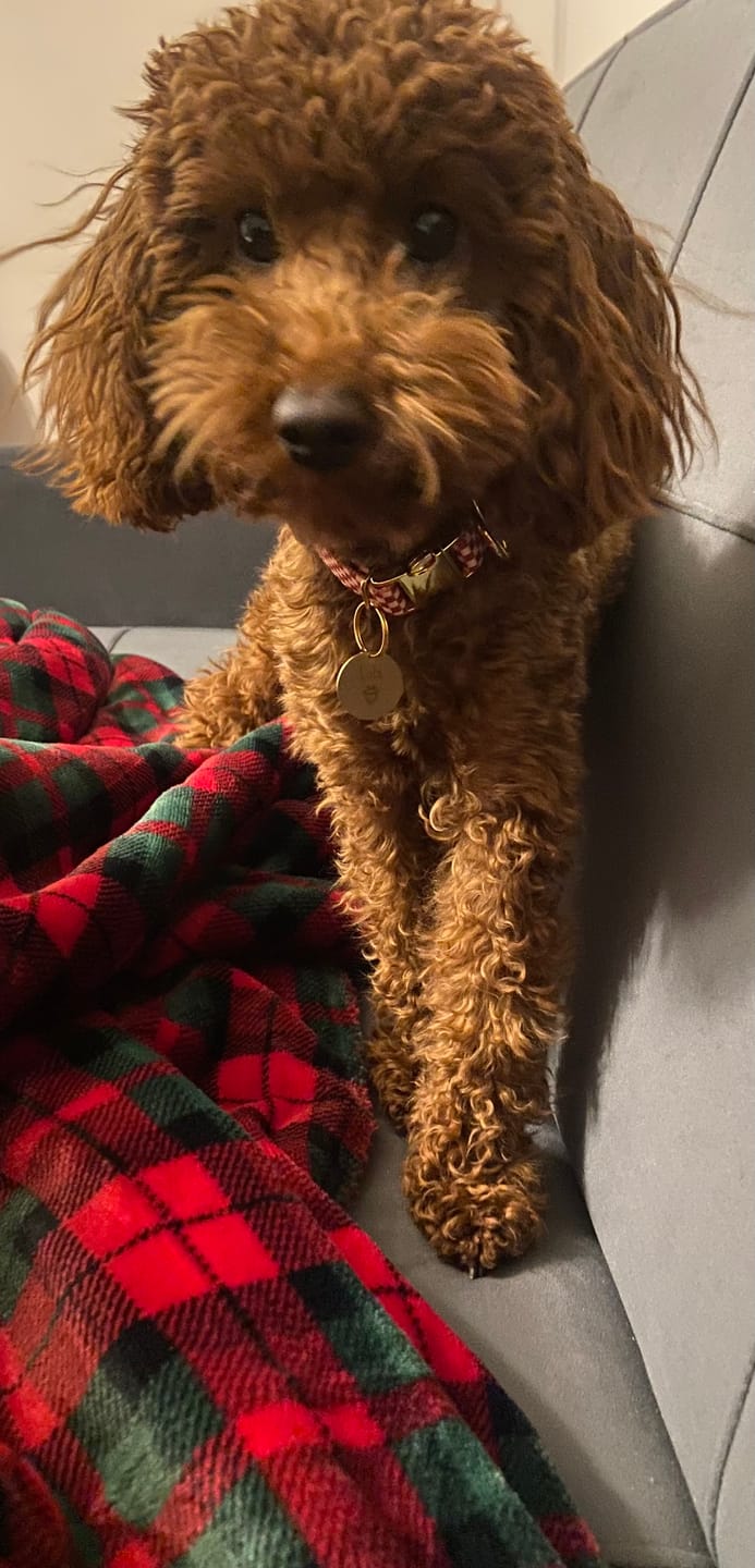 Customer photo review of Obroża "Cozy Plaid" - złote okucia