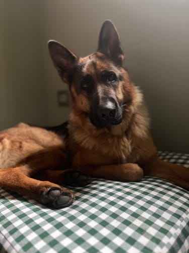 Customer photo review of Materassino Sfoderabile Quadretto Verde