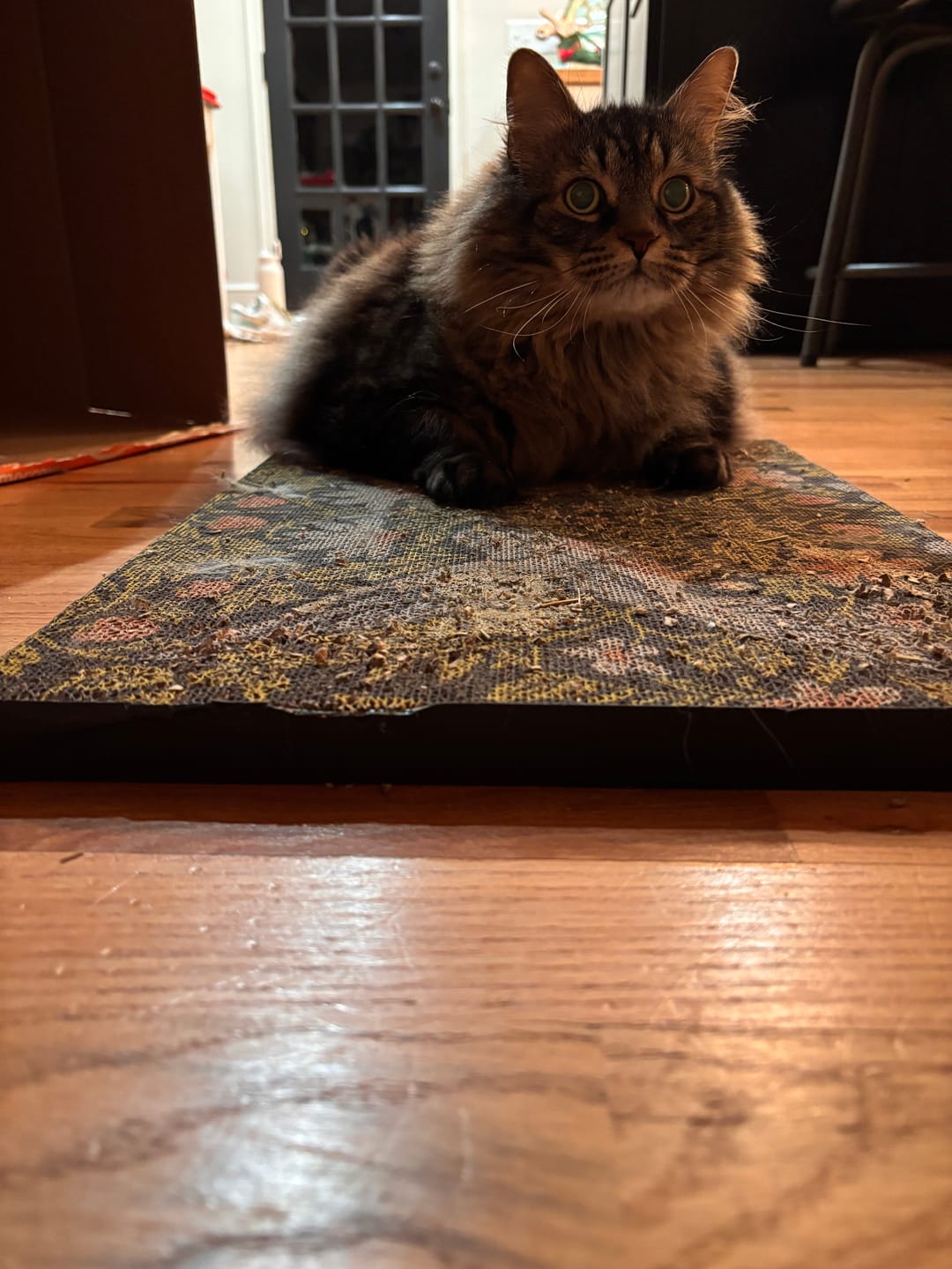 Customer photo review of Strawberry Vine - Luxury Cat Scratching Board