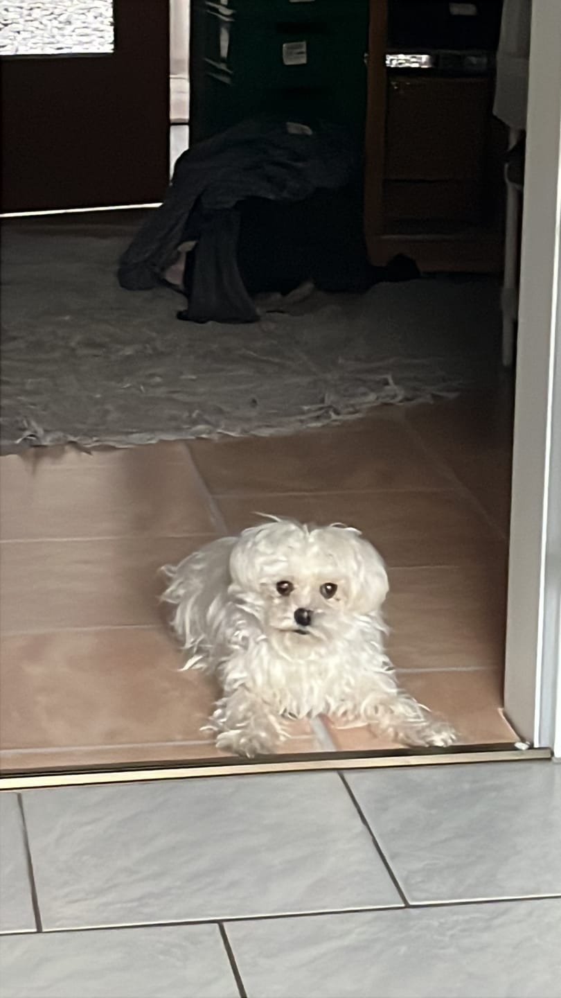 Customer photo review of Hundekekse - Kürbis-Huhn - 0.5 mg CBD