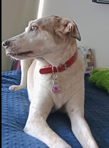 Customer photo review of Placa Rosada Flores