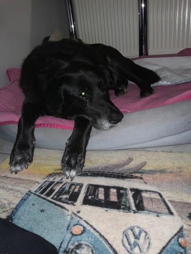Ein Kunde zeigt seinen älteren, schwarzen Hund, der entspannt auf einem Bett liegt.