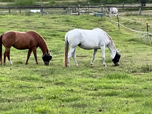Customer photo review of LE Outback Fly Mask Original