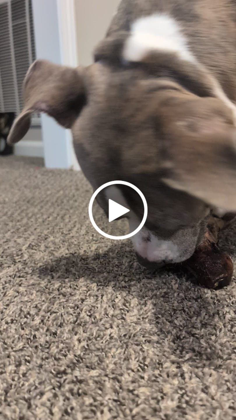 Customer video review of Ostrich Tendon Twister (16" x 2.5" x 1"): The Satisfying, All-Natural Chew for Dental Health & Joint Support