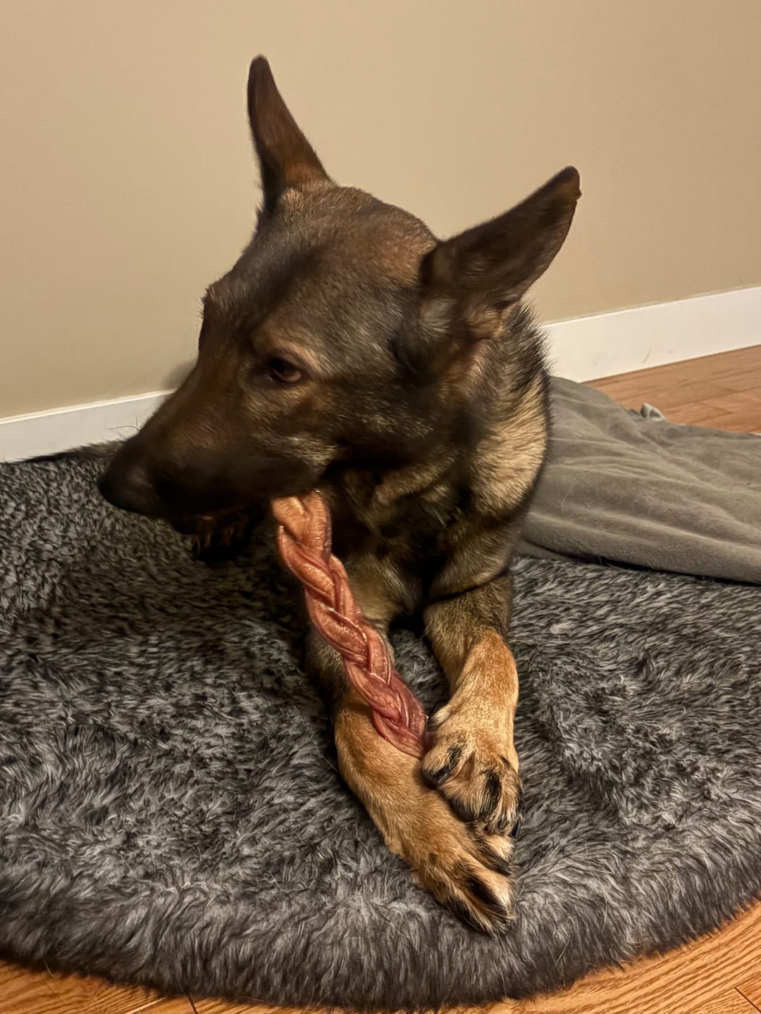 Customer photo review of 12 Inch Jumbo Braided Bully Stick