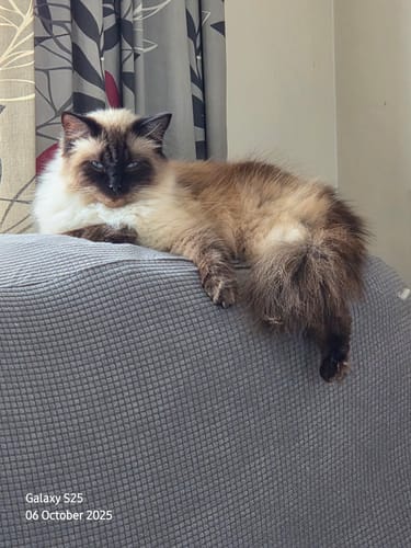 Customer photo review of Fit Litter