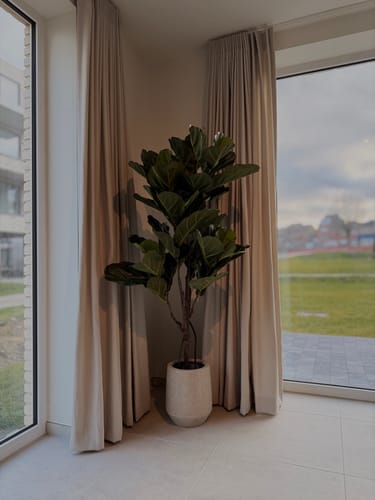 Customer photo review of Ficus Lyrata Kunstplant 180cm