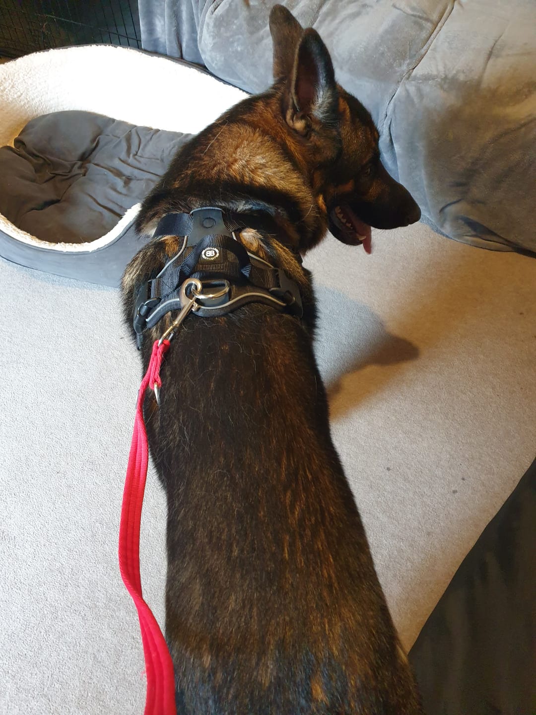 Customer photo review of Training Double Ended Dog Lead | 2m Length -  Red