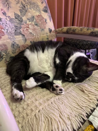 Customer photo review of MICHU All-in-One Soil-Free Cat Grass Grow Kit with Australian Seed and Mulch, Made in Australia