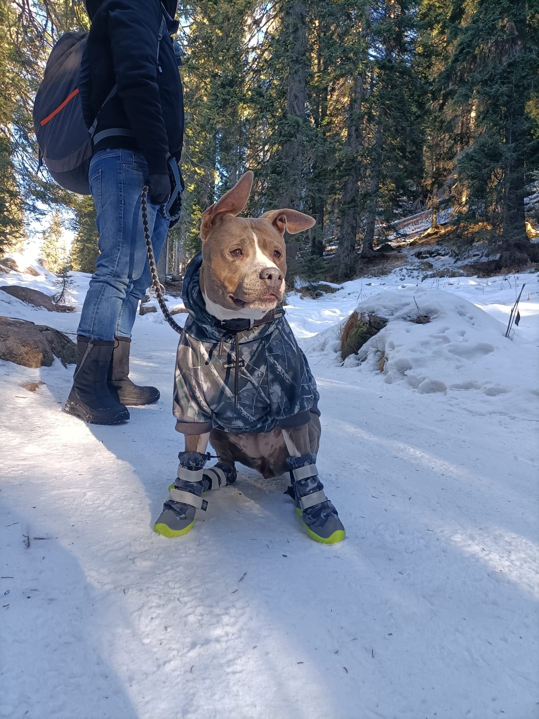 Customer photo review of Concrete Wood Dog Hoodie - Asphalt